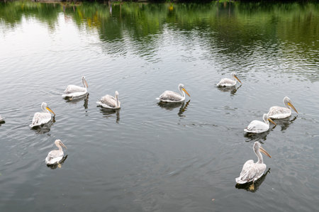 Three pelicans swimming together on a calm body of water. Wildlife and birdwatching conceptの写真素材