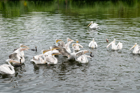 Three pelicans swimming together on a calm body of water. Wildlife and birdwatching conceptの写真素材