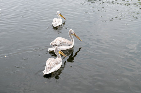 Three pelicans swimming together on a calm body of water. Wildlife and birdwatching conceptの写真素材