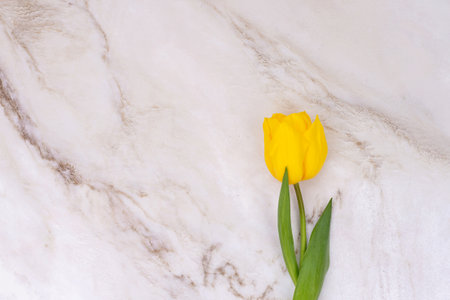 A vibrant yellow tulip stands out against the elegant swirls of a white marble backdrop, embodying natural elegance and simplicityの写真素材