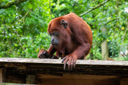 Red howler monkeys sitting on tree branches in forest. Wildlife animal photographyの写真素材