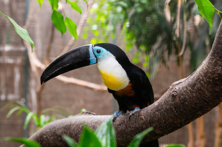 Toucan with large black beak perched on a tree branch surrounded by green foliage. Wildlife bird photographyの写真素材
