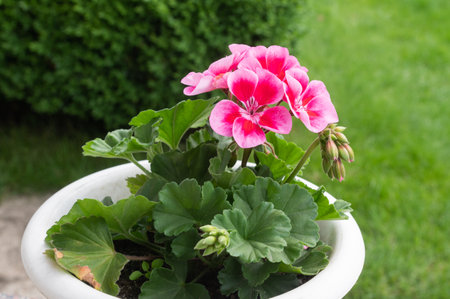 A luscious pink geranium plant blooms in a white pot set against a verdant backyard, exemplifying residential gardening charmの写真素材