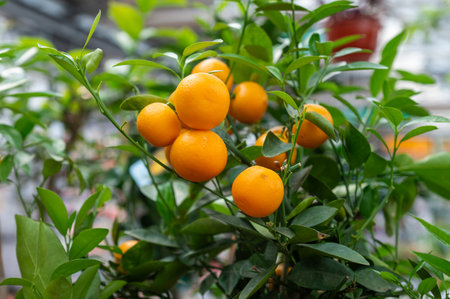Branch with ripe oranges growing on green leaves in a garden. Close-up nature photography of citrus treeの写真素材
