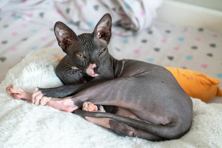 A hairless Sphynx cat stretches out on a cozy bed, showcasing its unique features and serene demeanorの写真素材