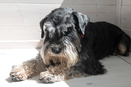 A black and silver Schnauzer. Black Schnauzer dog lying on light wooden floor indoors. Studio pet portraitの写真素材