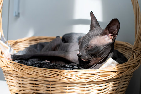 A serene Sphynx cat sleeps comfortably in a sunlit wicker basket, capturing a moment of feline tranquilityの写真素材