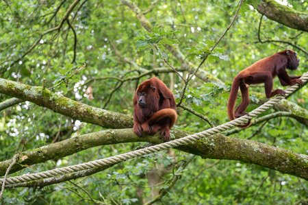 Red howler monkeys sitting on tree branches in forest. Wildlife animal photographyの写真素材