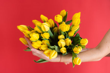 Bright yellow tulips bouquet held by hand with red background. Vibrant springtime concept for greeting card, celebration, and Easter holidays with copy spaceの写真素材