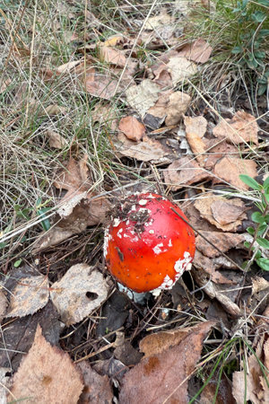 Red mushroom growing on forest floor with dry leaves and grass. Outdoor nature photographyの写真素材