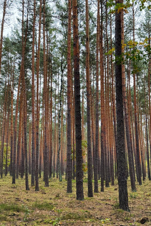 Tall pine trees in dense forest. Vertical outdoor landscape photographyの写真素材