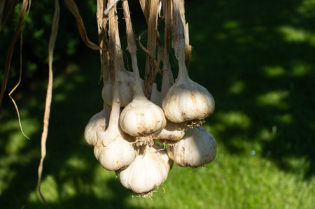 Bunches of freshly harvested organic garlic hang to dry in a sunny outdoor setting, signifying natural agriculture and healthy food preparationの写真素材