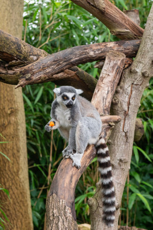 A captivating ring-tailed lemur enjoys a small snack while perched gracefully on a tree branch.