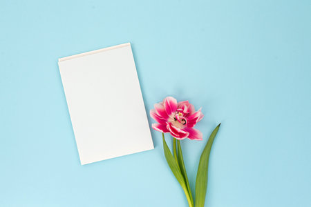 An inviting blank white greeting card next to a vibrant pink tulip, presented on a calming blue background for a personalized messageの写真素材