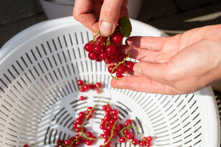 Close-up view of hands picking fresh red currants into a basket, highlighting the detail of the ripe berries on a sunny dayの写真素材