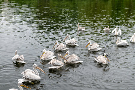A tranquil scene of a group of pelicans gracefully swimming across a calm lake surrounded by lush greeneryの写真素材