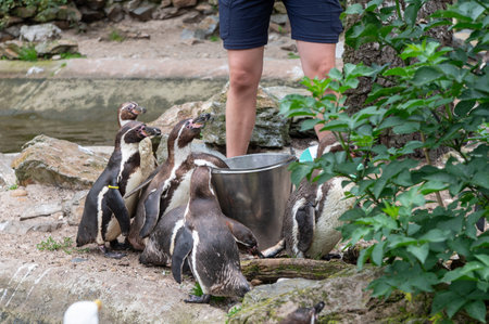 Group of penguins near water with caretaker in outdoor enclosure.の写真素材