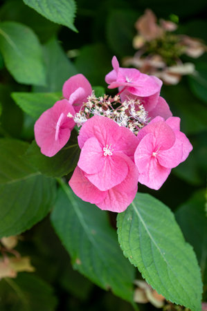 Pink hydrangea flower blooming with green leaves in garden. Nature macro shot for floral design, print, and greeting cardsの写真素材
