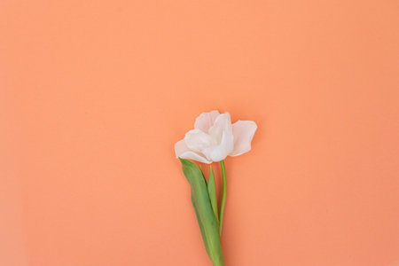 White tulip on peach background: minimalist floral art.の写真素材