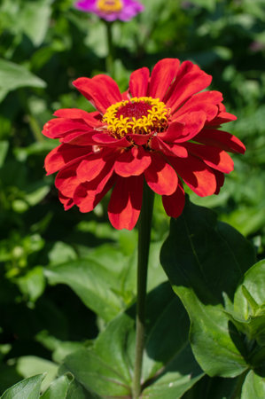 A striking red zinnia flower stands tall, its petals unfurled in the warmth of a sun-drenched garden, showing natural beautyの写真素材