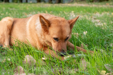 Capture the tranquil moment of a serene, caramel-colored dog as it enjoys a peaceful time relaxing on the lush green grassの写真素材