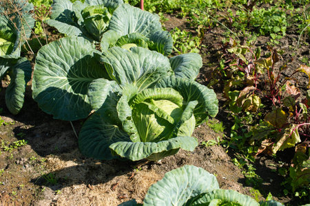 Vibrant green cabbage heads thrive in a well-maintained vegetable garden under the warmth of the sunの写真素材