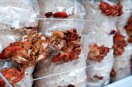 This photo captures the intricate process of growing high-quality gourmet mushrooms using specialized indoor cultivation methodsの写真素材