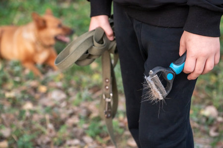Hand holding a pet grooming brush with dog in the background. Outdoor pet care photography. Grooming and maintenance conceptの写真素材