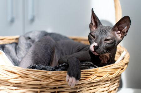 A serene Sphynx cat sleeps comfortably in a sunlit wicker basket, capturing a moment of feline tranquilityの写真素材