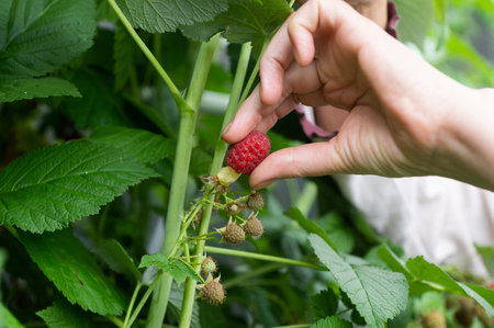 Close-up of hands gently picking ripe raspberries from a lush green bush, capturing the essence of organic harvestingの写真素材