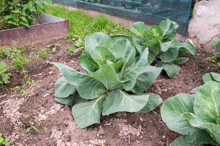 Fresh green cabbages thriving in the soil of a backyard garden, showcasing home-grown organic produceの写真素材