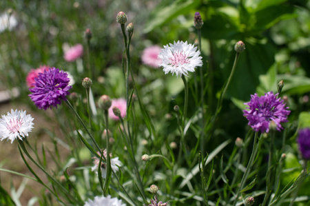 Close-up of colorful cornflowers showcasing their beauty among fresh garden greenery, a perfect image of natural floral splendorの写真素材