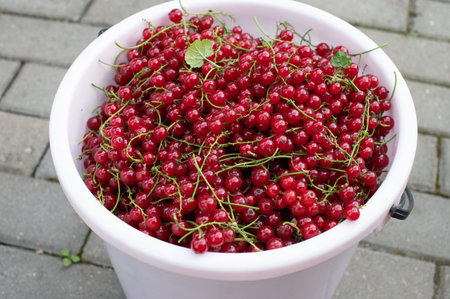 A bountiful harvest of vibrant red currants filling a white bucket, displayed on an outdoor ground surfaceの写真素材
