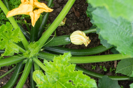 Close-up image of a vibrant green zucchini with its yellow blossom, growing in a lush home vegetable garden, showcasing organic backyard farmingの写真素材