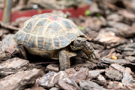 A detailed image capturing the textures and colors of a tortoise as it moves slowly across the natural forest covering groundの写真素材
