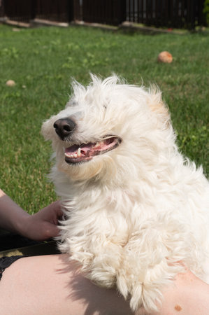 Fluffy white dog relaxing on grass in sunny backyard.の写真素材