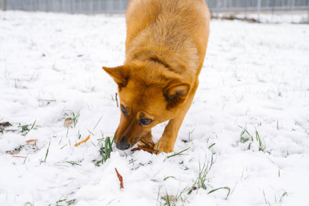Brown dog sniffing snow-covered ground outdoors.の写真素材