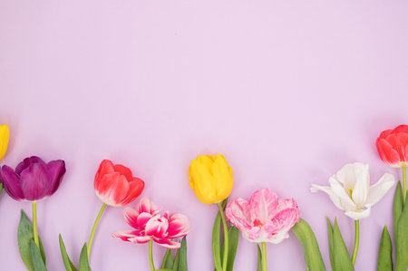 Colorful tulip arrangement on pastel purple background.の写真素材