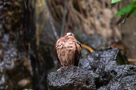 A close-up shot capturing the detailed texture of a wet bird, standing stoic on a mossy rock with a soft-focus waterfall in the backgroundの写真素材