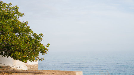 Tranquil coastal view with tree and ocean under clear sky.の写真素材