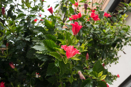 Vibrant red hibiscus blooms among lush green leaves in garden setting.の写真素材