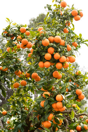 Lush orange tree laden with ripe fruit in vibrant orchard setting.の写真素材