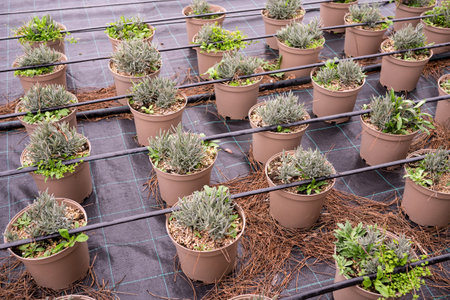 Lavender plants in nursery with irrigation system for efficient gardening and growth.の写真素材