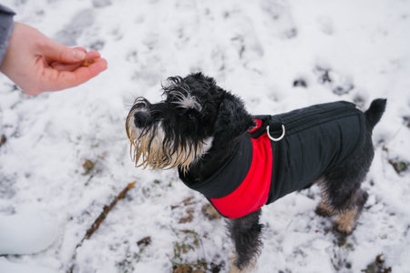 Small schnauzer in red coat plays in snow, person's hand offers treat.の写真素材
