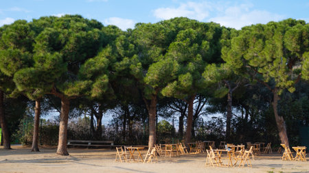Peaceful outdoor seating area under lush pine trees in sunny park.