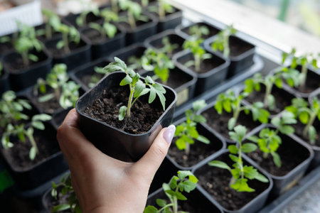 Young seedlings in hand: growing plants indoors with seed trays.