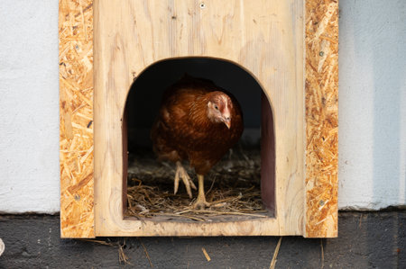 Brown chicken in wooden coop entrance with straw bedding.の写真素材