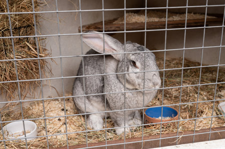 Gray rabbit resting in a hutch with hay and feeding bowls.の写真素材