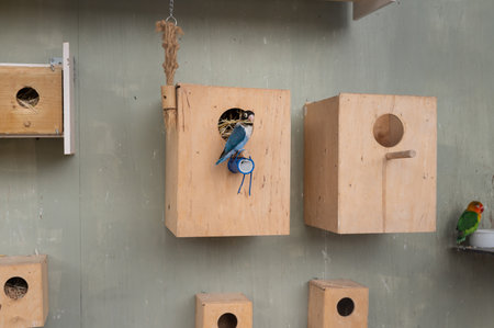 Birds resting in wooden nesting boxes with perches and openings.