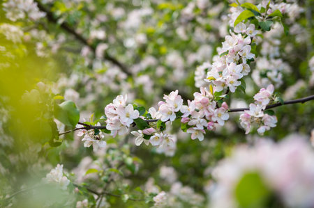 Blooming apple tree branch with delicate pink and white flowers in springtime garden.の写真素材